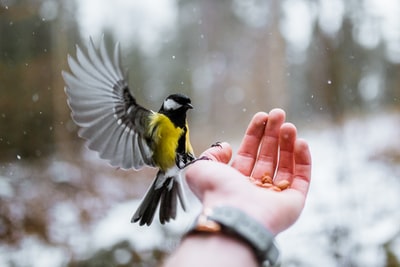 人的手上有黄色和灰色的鸟